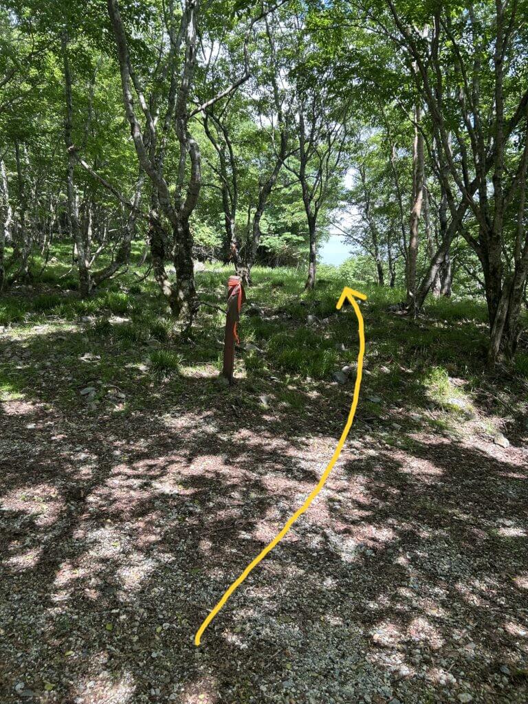 コース案内_つづら折の登山道を進むと林道との分岐