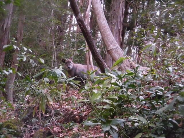 里山の野生動物